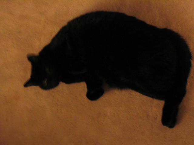 12-26-03 014.jpg
ACG--Harley at Julie's house