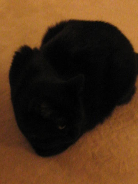 12-26-03 017.jpg
ACG  Harley