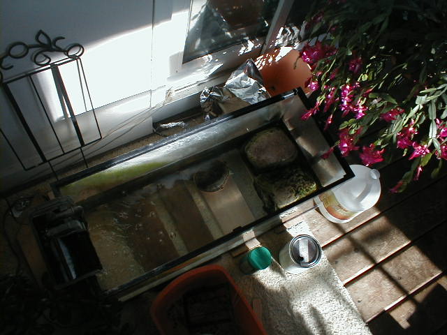 PC250007.JPG
ACG   Andrew's turtle, Scooter