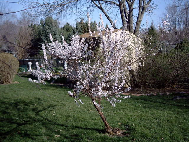 Andrew's cherry tree 2004