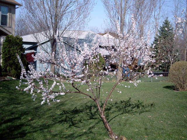 Andrew's cherry tree 2004