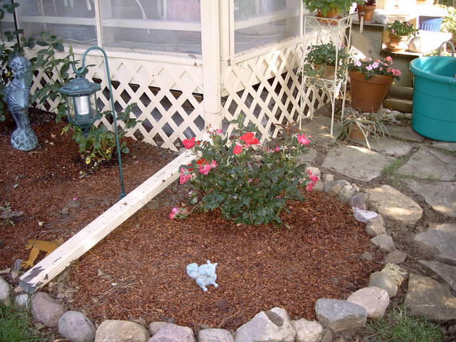 end June--tree gone, new rose bush