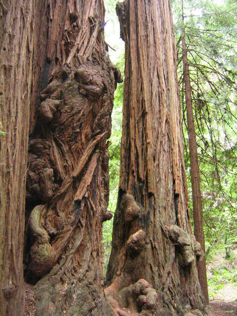 muir woods (7-28-04) 007.jpg