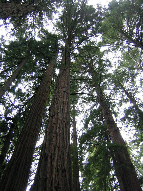 muir woods (7-28-04) 008.jpg