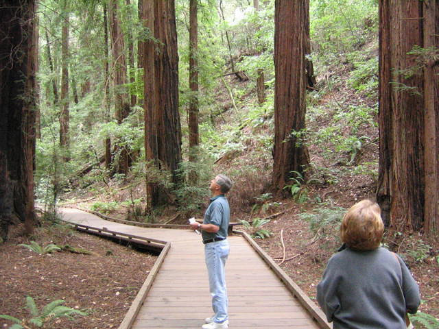 muir woods (7-28-04) 009.jpg
