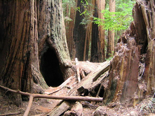 muir woods (7-28-04) 010.jpg