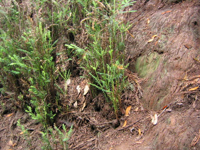 muir woods (7-28-04) 012.jpg