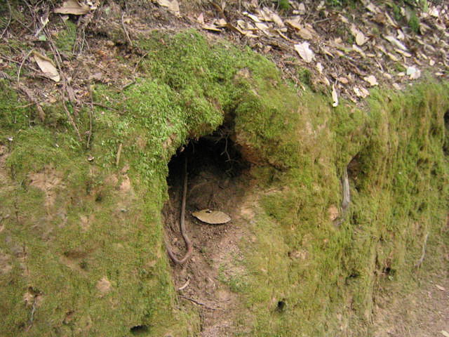 muir woods (7-28-04) 017.jpg