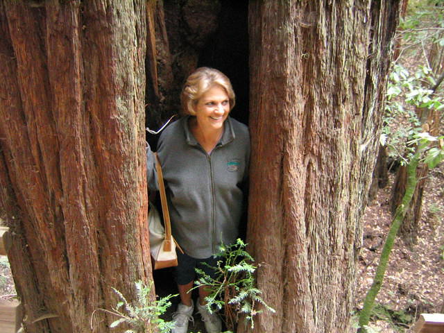 muir woods (7-28-04) 018.jpg