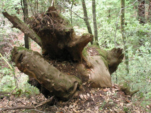muir woods (7-28-04) 022.jpg