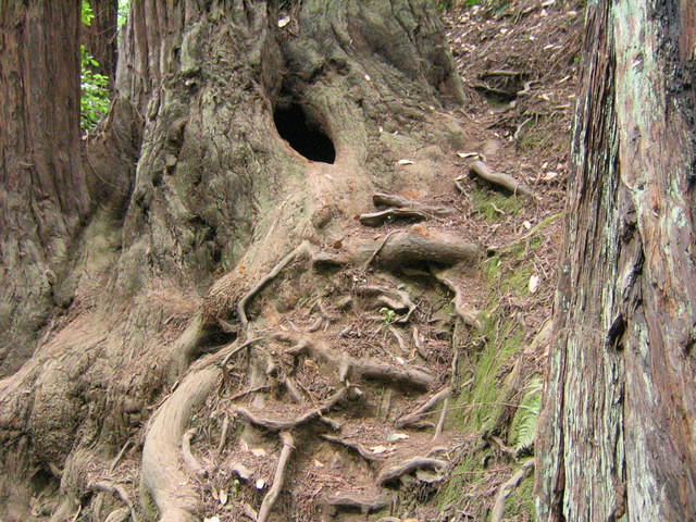 muir woods (7-28-04) 026.jpg