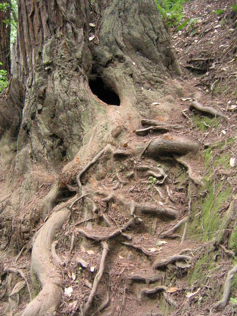 muir woods (7-28-04) 027.jpg