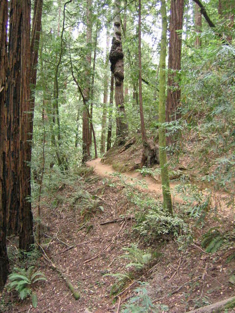 muir woods (7-28-04) 028.jpg