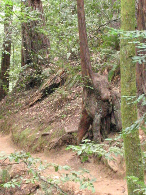 muir woods (7-28-04) 029.jpg