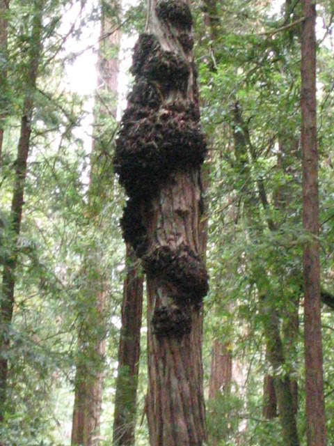 muir woods (7-28-04) 030.jpg