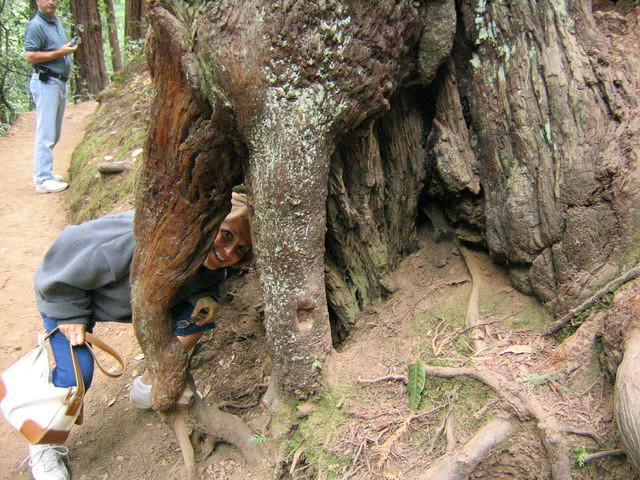 muir woods (7-28-04) 031.jpg