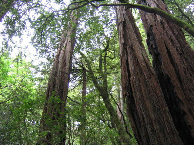 muir woods (7-28-04) 033.jpg