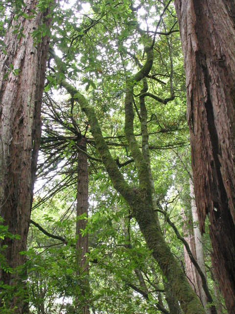 muir woods (7-28-04) 037.jpg