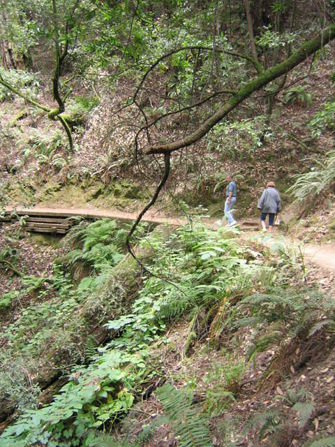 muir woods (7-28-04) 039.jpg