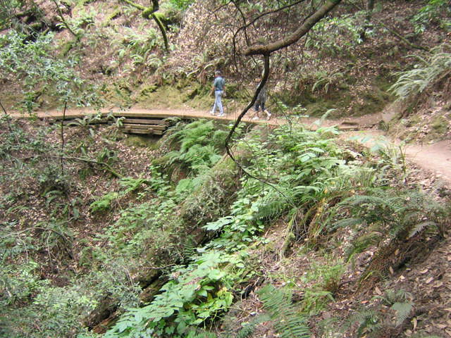 muir woods (7-28-04) 040.jpg