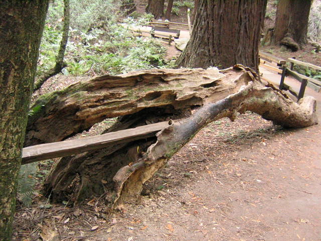 muir woods (7-28-04) 043.jpg
