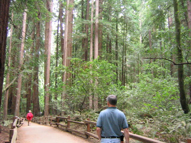 muir woods (7-28-04) 044.jpg