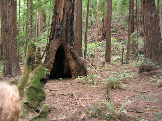 muir woods (7-28-04) 046.jpg
