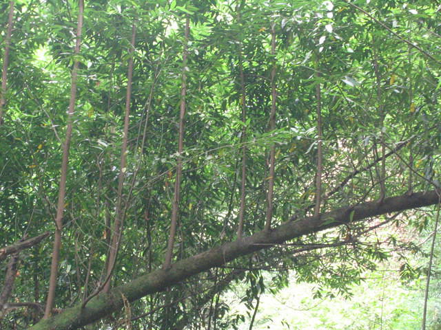 muir woods (7-28-04) 049.jpg