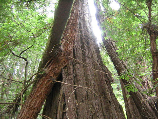 muir woods (7-28-04) 050.jpg