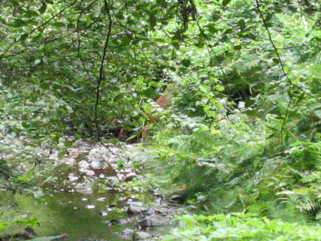 muir woods (7-28-04) 054.jpg