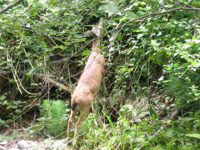 muir woods (7-28-04) 056.jpg