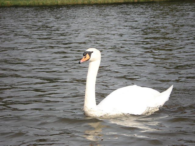 Worlitz Park 2010 003.jpg