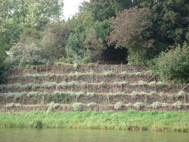 Worlitz Park 2010 013.jpg