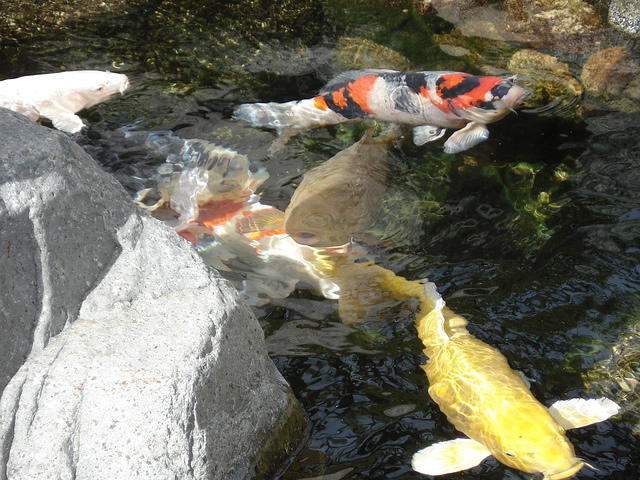 San Diego Feb 2009 217.jpg