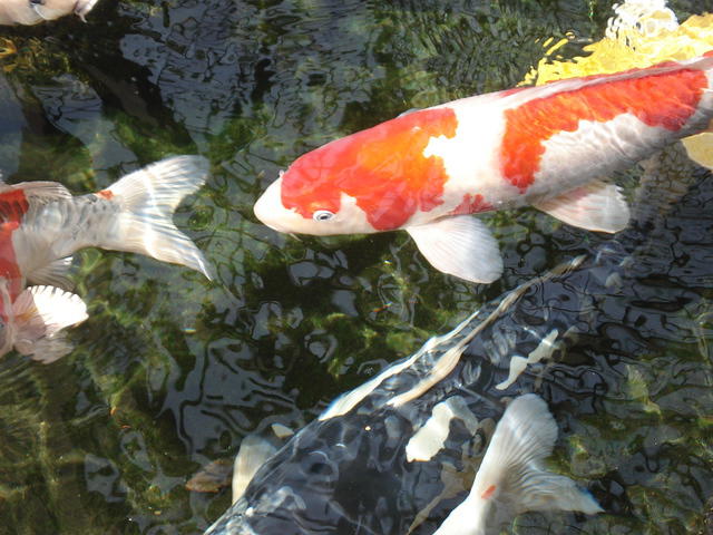 San Diego Feb 2009 218.jpg