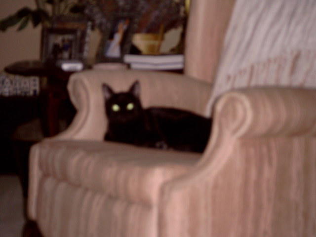 Zoey_Jan2006 016.jpg