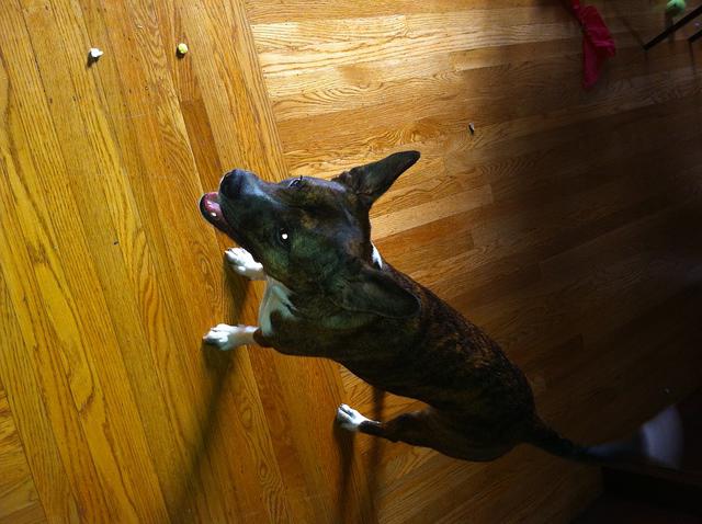 Christmas 2010 255.jpg