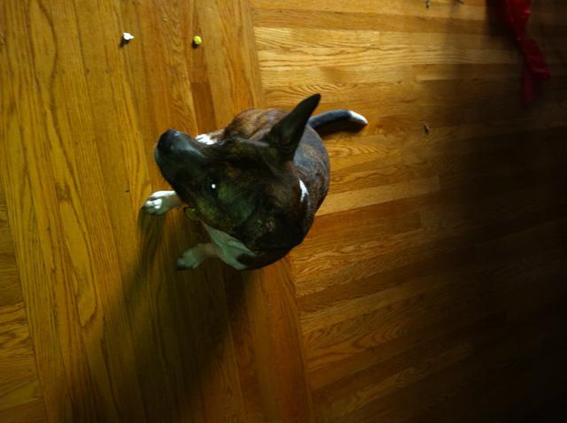 Christmas 2010 257.jpg