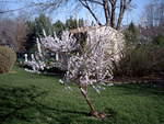 Andrew's cherry tree 2004