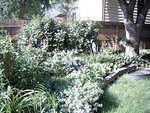 Garden yard 021