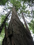 Muir Woods (7-28-04)