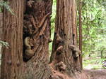 muir woods (7-28-04) 006.jpg