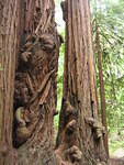 muir woods (7-28-04) 007.jpg