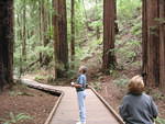 muir woods (7-28-04) 009.jpg