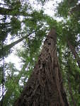 muir woods (7-28-04) 013.jpg