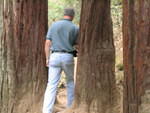 muir woods (7-28-04) 016.jpg
