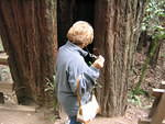 muir woods (7-28-04) 019.jpg