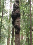muir woods (7-28-04) 030.jpg