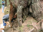 muir woods (7-28-04) 031.jpg