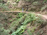 muir woods (7-28-04) 040.jpg